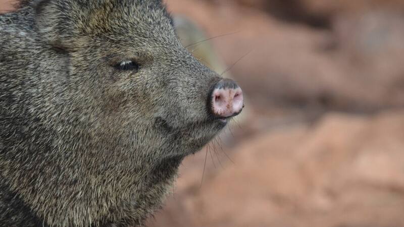 La especie había sido categorizada como desaparecida hasta este sorpresivo avistaje.