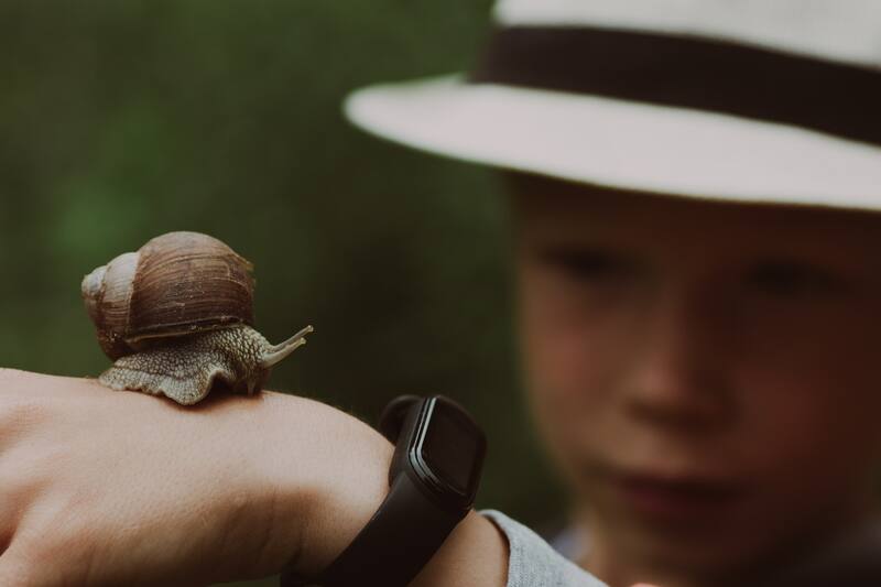 La baba de caracol ayuda a estimular la regeneración celular, lo que puede reparar la piel dañada y acelerar la cicatrización de las heridas. (Fuente: Pixabay).