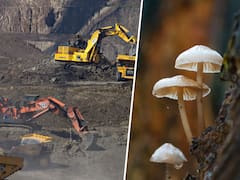 ¡Tu planta puede producir oro! El sorprendente hallazgo que revoluciona la minería verde