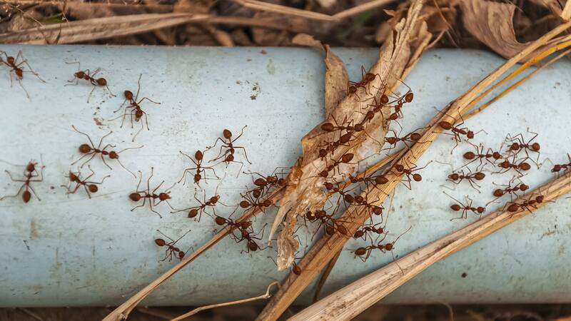 Descubrí cómo mantener tu hogar libre de hormigas con un truco natural y efectivo que dejará tu casa limpia de insectos.