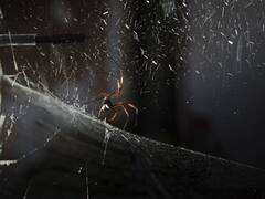 La mezcla de universos y 7000 arañas, los ejes de Saraceno en el Moderno