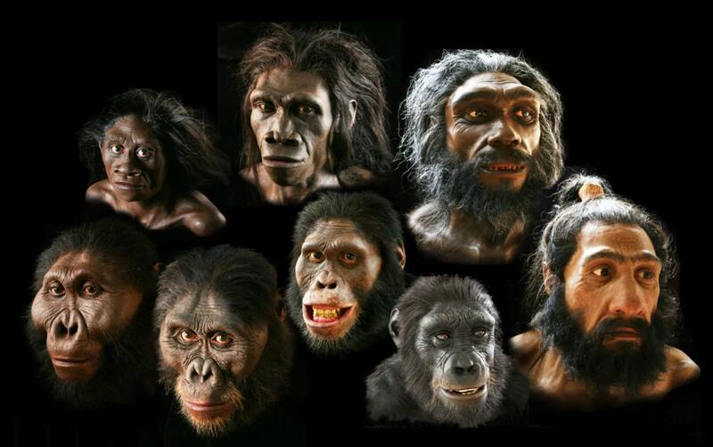 Los cerebros humanos modernos se han vuelto hasta un 13% más pequeños. Fuente: Archivo