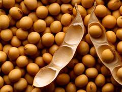 Tras su quinta rueda en baja, la soja perdió u$s 5,69