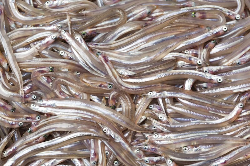 Las anguilas son una fuente de nutrientes esenciales (Fuente: Shutterstock)