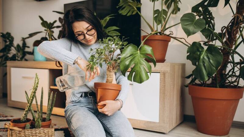 Conocé las plantas que influyen positivamente en la energía de tu hogar.