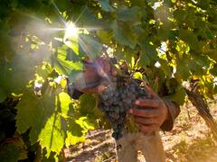 Por las trabas a las importaciones, bodegueros no pueden stockearse para la próxima cosecha