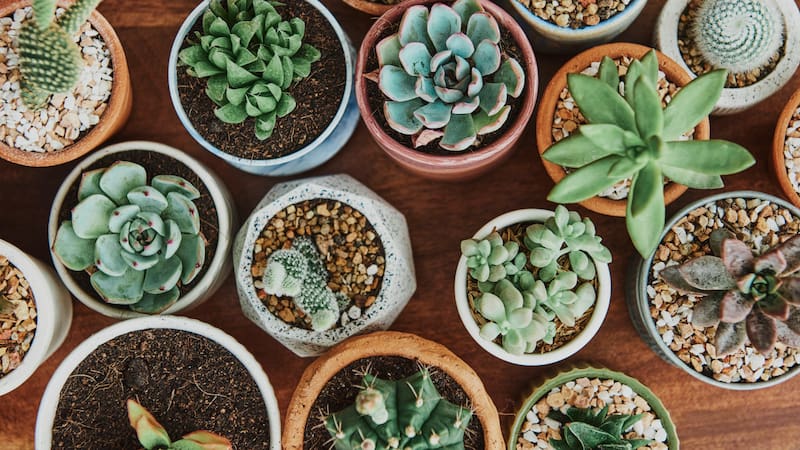 Las suculentas aportan color, frescura y un toque natural a cualquier espacio con mínimos cuidados.