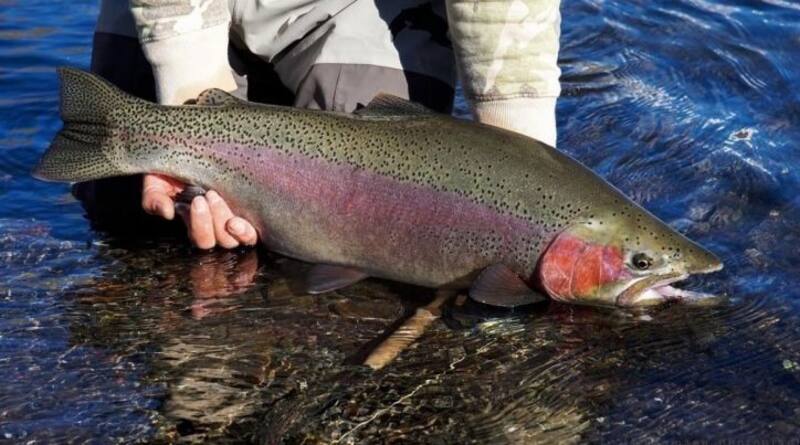 El proyecto de acuicultura sustentable de Newsan demandó una inversión de u$s 22 millones.