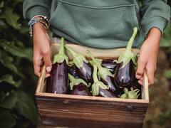 Científicos descubrieron un gen clave para mejorar vegetales y las cosechas