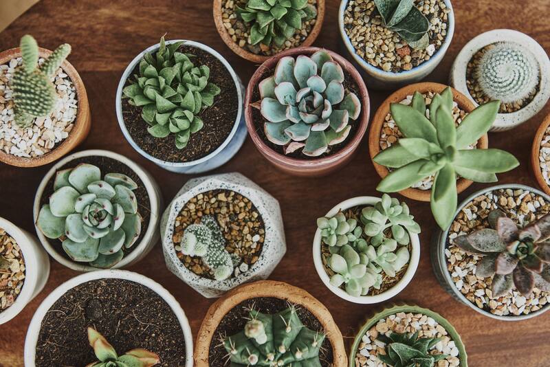 Atraé la riqueza y la prosperidad a tu casa con la ubicación estratégica de tus plantas. (Foto: Archivo)