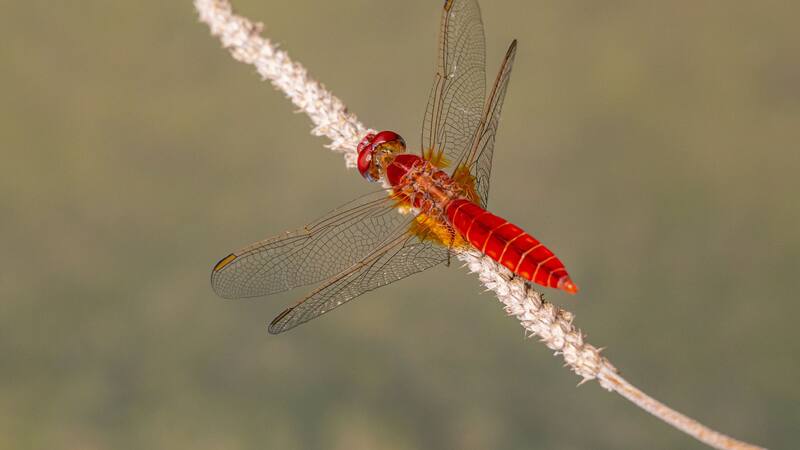La curiosa capacidad de este insecto de tolerar altas cantidades de alcohol sorprendió a los científicos abriendo un nuevo campo de investigación sobre las adaptaciones al entorno.