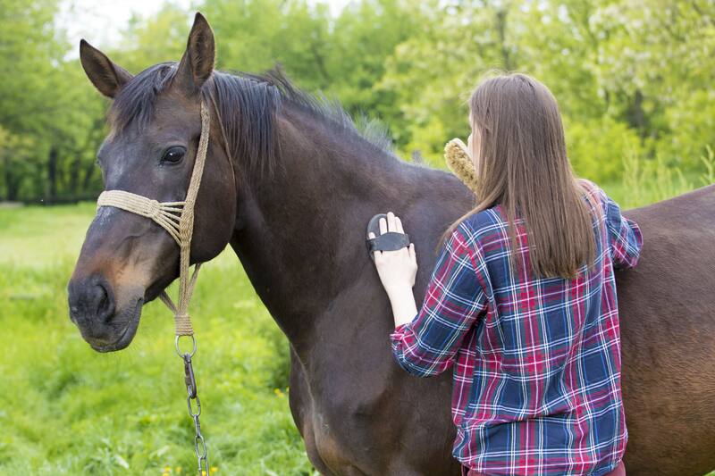 Los caballos tienen la capacidad para discernir entre distintas emociones humanas. (Foto: Archivo)