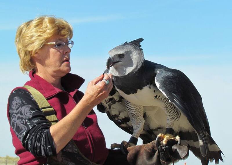 Un hito en la conservación: avistan águila harpía en la selva misionera (Fuente: archivo).