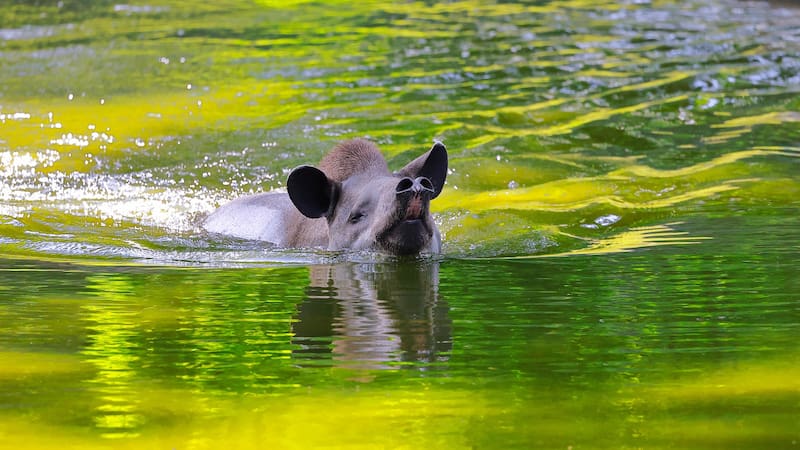El mamífero más grande de Sudamérica regresó a su hábitat natural.