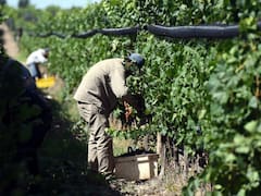 UATRE: con aumento y escala salarial definida, cuánto cobro en julio y agosto 2025