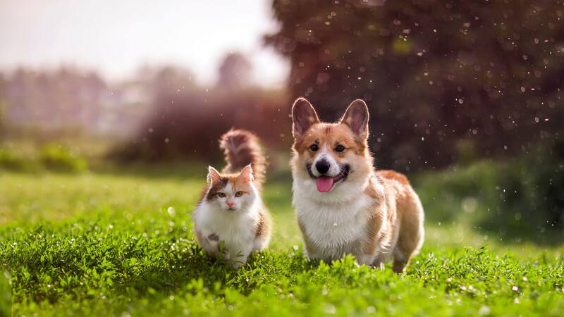 <div class="migrated-promo-image__description"><div class="migrated-promo-image__source">Fuente: Shutterstock</div></div>