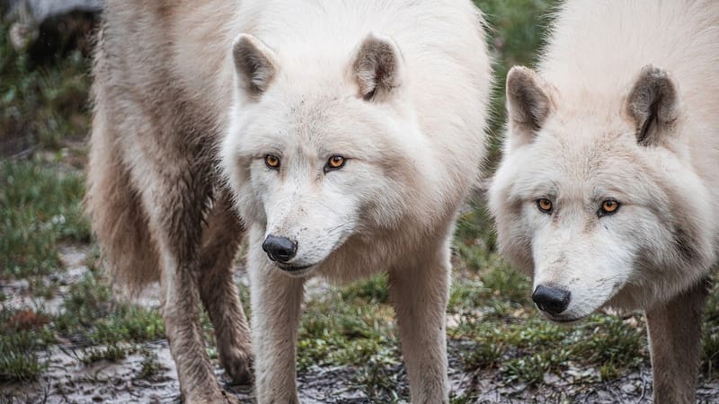 ¿Los animales consumen carne humana?