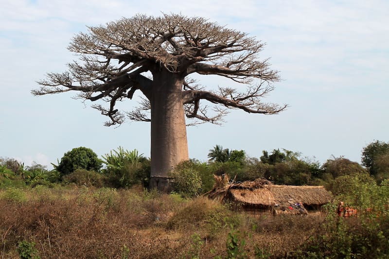 La magnitud del tronco del baobab puede llegar a ser impresionante, superando los 11 metros de diámetro en algunos casos. (Foto: Wikimedia Commons)