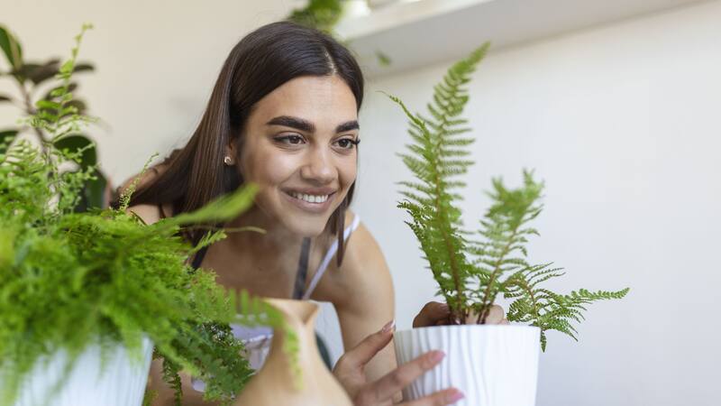 Para un crecimiento óptimo, el helecho de Boston debe colocarse en un lugar donde reciba luz indirecta o en semisombra, evitando la luz solar directa que puede quemar sus hojas.