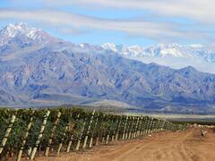 El presente y futuro de la industria vitivinícola argentina