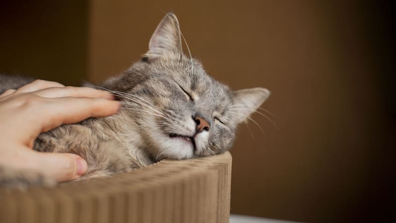 <div class="migrated-promo-image__description"><div class="migrated-promo-image__source">Fuente: Freepik</div></div>