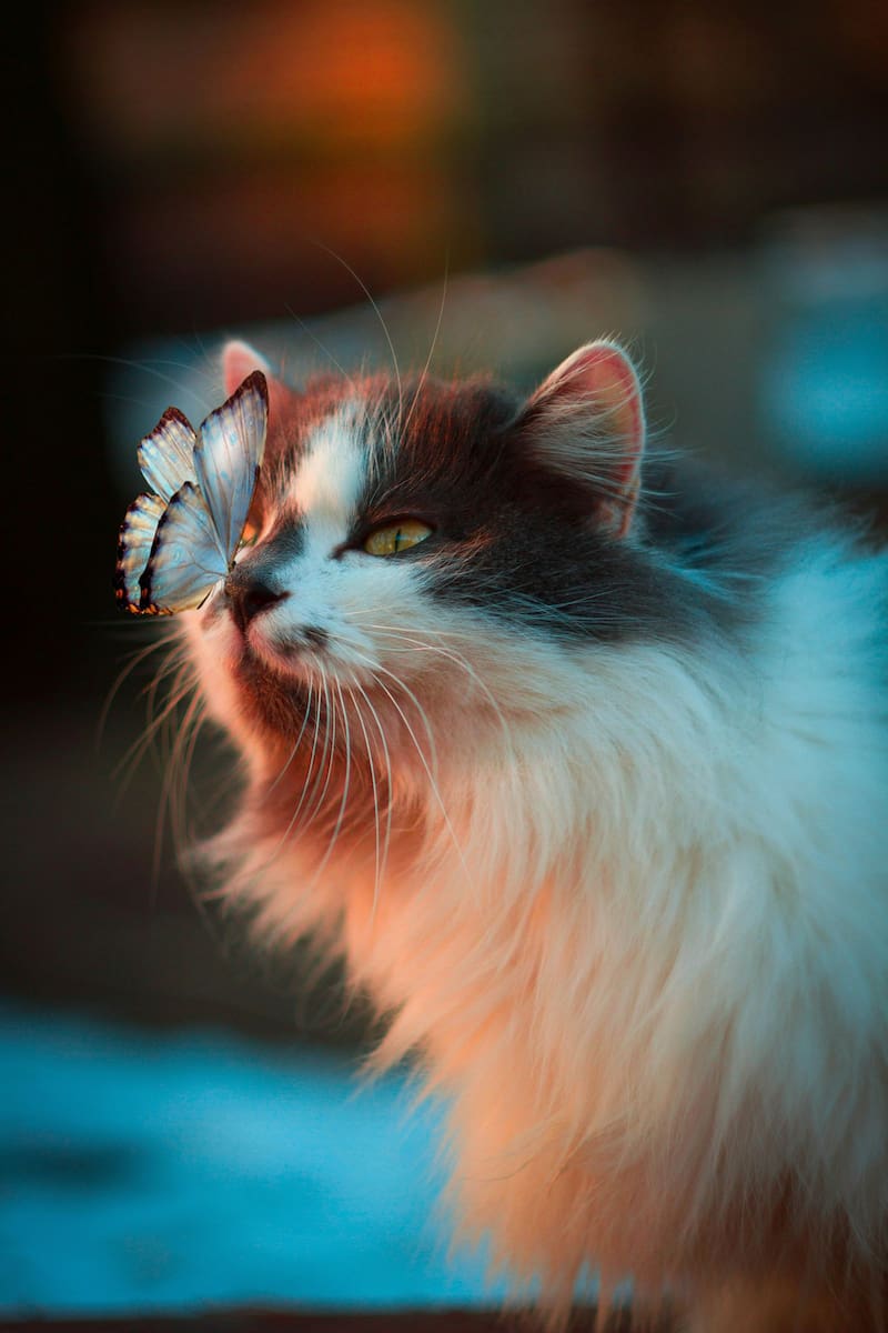 Mantener a los gatos en interiores ayuda a proteger la fauna local de la caza. (Fuente: Unsplash)