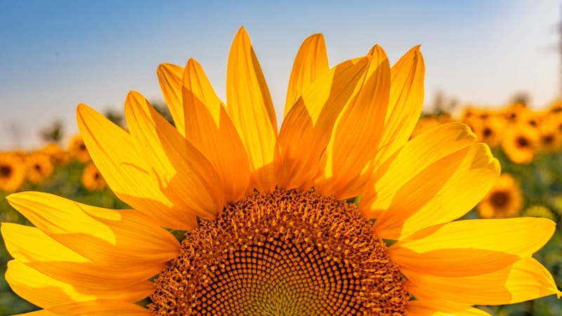 <div class="migrated-promo-image__description"><div class="migrated-promo-image__source">Fuente: Shutterstock</div></div>