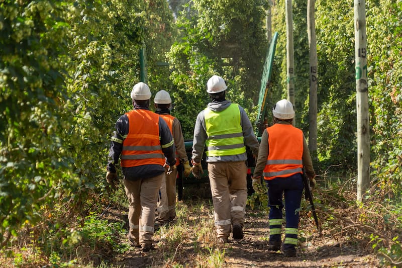 En Fernández Oro se cosechan seis variedades de lúpulo que son las encargadas de brindarle el aroma, el sabor y el amargor a la cerveza.