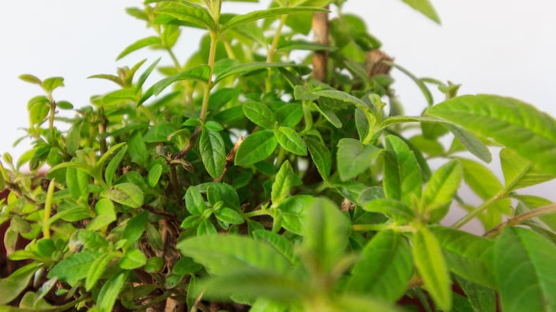 La hierba natural se prepara popularmente como una infusión.