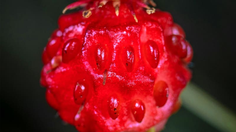 Las moras son una excelente fuente de vitamina K, un nutriente clave para fortalecer tus huesos y prevenir problemas como la osteoporosis. (Foto: archivo)