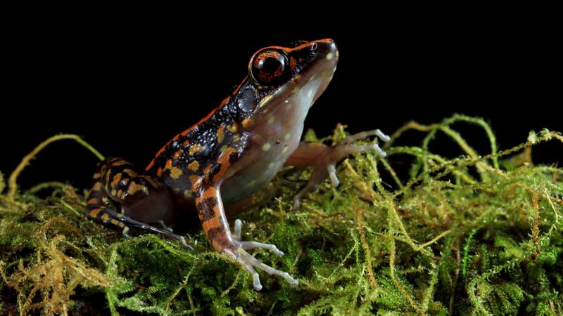 Los renacuajos fósiles probablemente habitaban charcas temporales, lo que les permitía crecer sin competencia de peces.