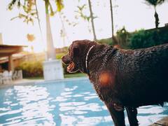 Escapadas: 10 hoteles pet friendly de Argentina para irte de viaje con tu perro