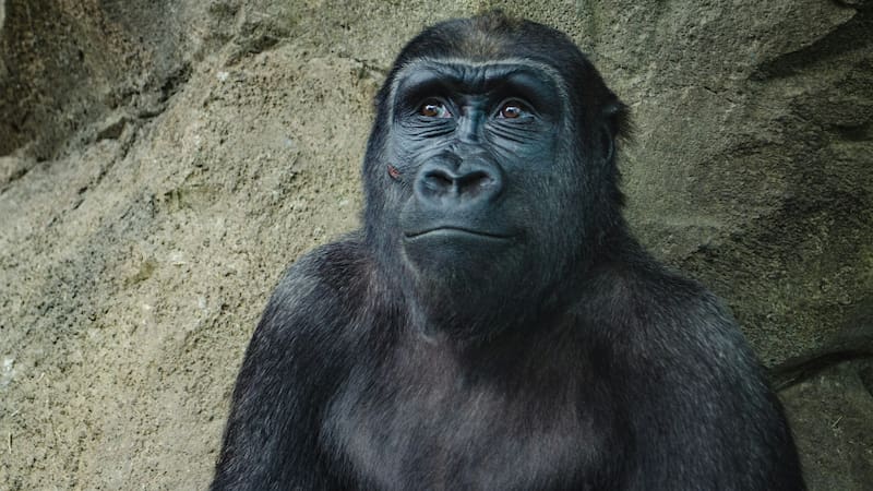 Los simios demostraron tener una memoria a largo plazo inédita.