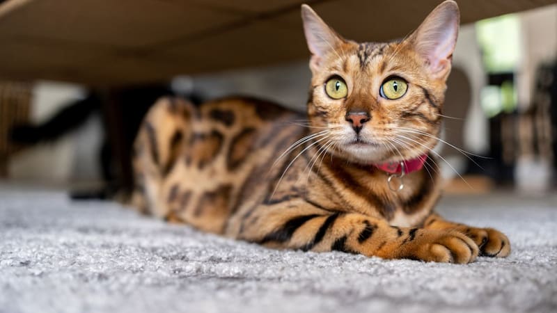 Varios factores físicos pueden ayudarte a estimar la edad de tu gato.