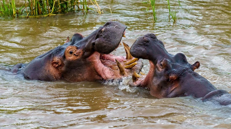 Los hipopótamos pueden salir del agua y atacar a los humanos que están cerca.