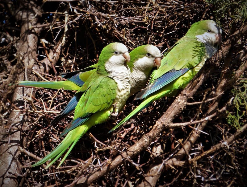 Las cotorras argentinas representan una amenaza para las aves autóctonas y la biodiversidad urbana.(Foto: Wikimedia Commons - Enrique González)