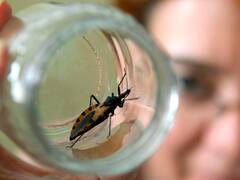 EE.UU. aprobó un remedio argentino que en tres meses cura el Chagas