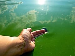 Alerta roja por cianobacterias en playas bonaerenses: cuándo no hay que entrar al agua y qué balnearios están afectados