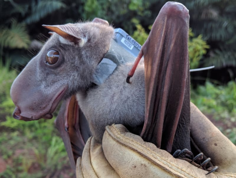 Este es el Hypsignathus monstrosus, también llamado murciélago frugívoro de cabeza de martillo. (Foto: Wikimedia)