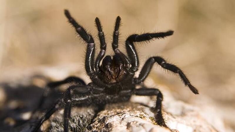 La araña toro es una especie protegida que normalmente se mantiene alejada de las grandes ciudades.