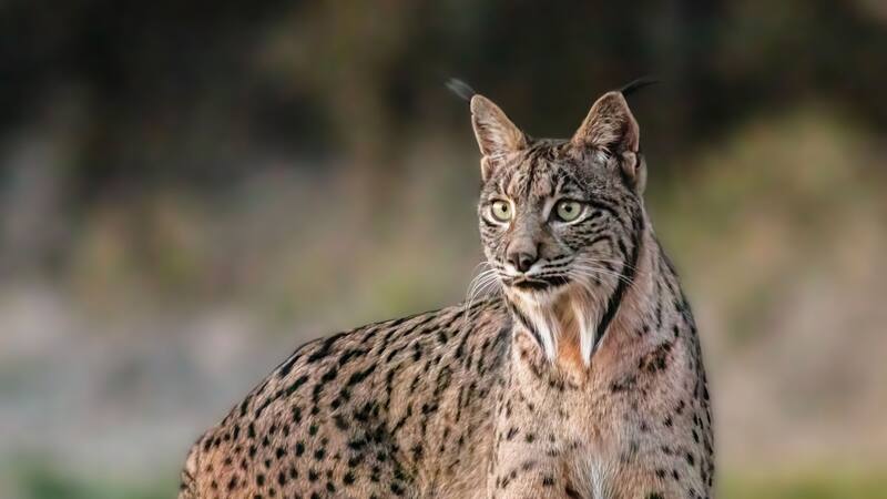 <div class="migrated-promo-image__description"><div class="migrated-promo-image__source">Fuente: Wikimedia Commons - Diego Delso</div></div>