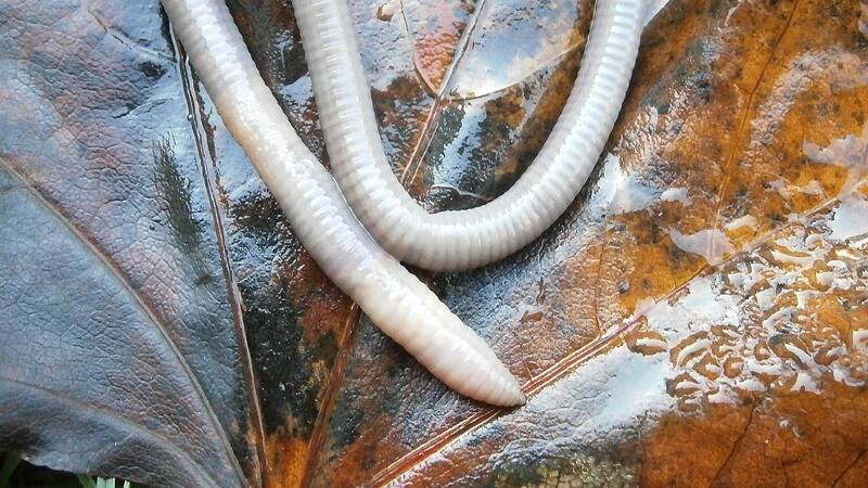 Conoce cómo tratar la aparición de gusanos en el organismo humano.