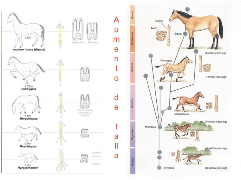 El origen y evolución del caballo se dio en América, no en Europa, a largo de 60 millones de años, revelan registros paleontológicos. Fuente: INAH.