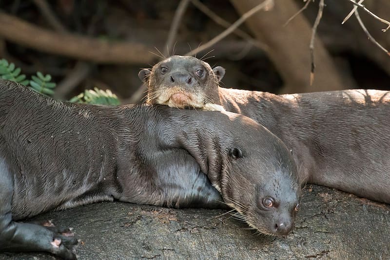 Ejemplar de nutria gigante conocida como Pteronura brasiliensis. (Foto: Wikimedia)