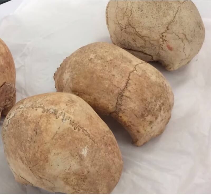 Cráneos hallados. Fuente: History Latinoamérica.