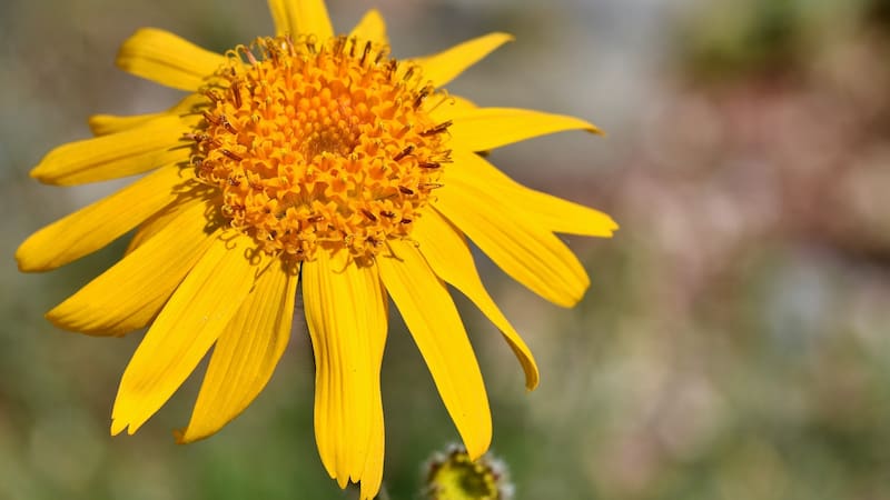 La árnica ayuda a prevenir la osteoartritis.