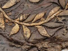 Hallazgo del siglo: descubren un amuleto religioso en una tumba y su inscripción cambia la historia del cristianismo para siempre