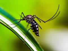 Adiós mosquitos: la planta que no te puede faltar en tu jardín para eliminarlos de una vez por todas