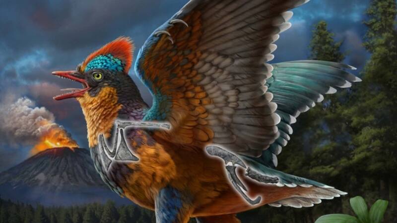 Reconstrucción de un ave del jurásico, del paleoartista Zhao Chuang