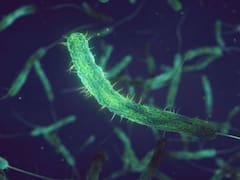 Alerta mundial por el resurgimiento de una de las enfermedades más temidas del siglo IV a.C.